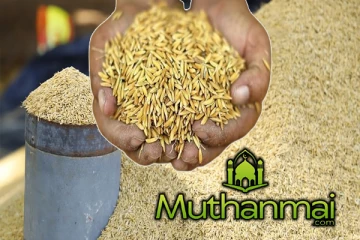 ஆரம்பமாகவுள்ள பெரும்போகத்திற்கான நெல் கொள்வனவு