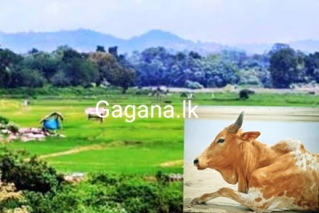 කුඹුරක බැඳ සිටි ගවයා මරා දමා, වේලන්න කෑලි වලට කපාගෙන යයි..