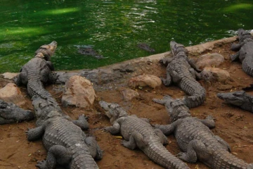 திடீரென கேட்ட சத்தத்தால் இனபெருக்கத்திற்கு ஓடிய 3000 முதலைகள்! குழம்பிப்போன பண்ணையார்!