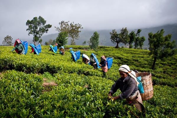 மலையக மக்களின் வருகை வடக்கு - கிழக்கிற்கு சாதகமா? பாதகமா? | Upcountry People In Sri Lanka