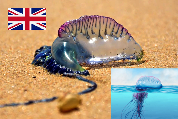 Portuguese Man O’ War UK beach, Floating Terrors spotted in Wales, venomous sea creatures UK warning, Aberavon Beach jellyfish alert, UK Coastguard marine hazard alert, dangerous siphonophore UK shores, beach safety warning UK 2025, marine stings emergency treatment, UK beachgoers sea creature danger, poisonous tentacles UK coastline