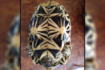 யாழில் அரியவகை நட்சத்திர ஆமை மீட்பு(Video)