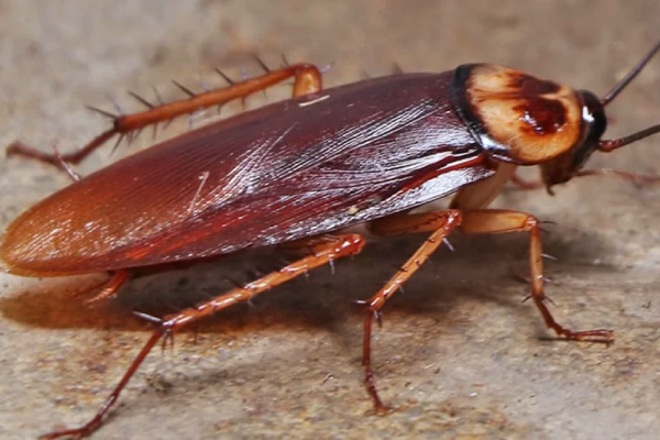 உலகிலே கரப்பான் பூச்சிகள் வாழ முடியாக இடங்கள் எவை தெரியுமா? இது தெரியாம போச்சே | Cockroaches Cannot Live In These Places In World