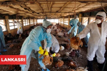 8,40,000 கோழிகளை கொல்லும் பணியை தொடங்கியது பிரபல நாடு! ஏதற்காக?