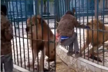 தன்னை சீண்டிய நபரின் கையை கவ்விய சிங்கம்: நடுங்க வைக்கும் காட்சி இதோ