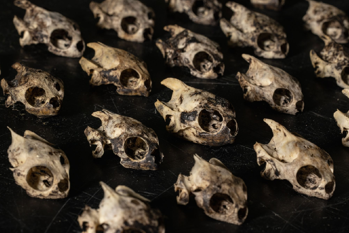 இயற்கையின் எச்சரிக்கையா? கனடாவில் 150 ஆமைகள் உடலங்களாக மீட்பு | Nature S Warning 150 Turtles Found Dead In Canada இயற்கையின் எச்சரிக்கையா? கனடாவில் 150 ஆமைகள் உடலங்களாக மீட்பு | Nature S Warning 150 Turtles Found Dead In Canada