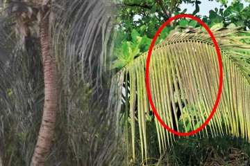 தென்னையில் பரவும் நோய்த்தாக்கம்! இலங்கை அரசு எடுத்த நடவடிக்கை