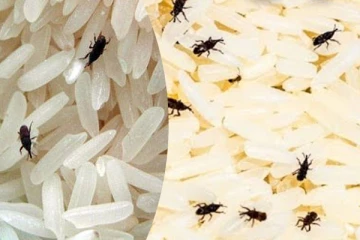 அரிசி, பருப்புகளில் வண்டு, பூச்சிகள் வருகின்றதா? இதை மட்டும் செய்தாலே போதும்