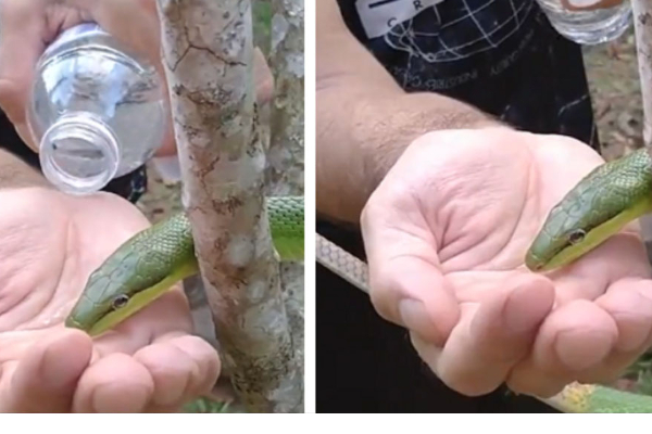 பாம்புக்கு கைகளில் தண்ணீர் கொடுத்த நபர்! நெகிழ வைக்கும் வீடியோ காட்சிகள் | Man Gives Water To Thirsty Snake