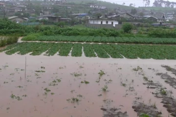 நுவரெலியாவில் விவசாய நிலங்களில் வெள்ளம் : காய்கறிகளுக்கு கடும் தட்டுப்பாடு ஏற்படலாம்