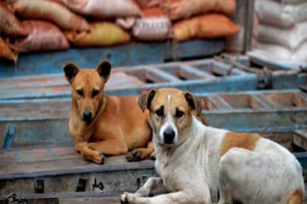 தெரு நாய்களை முழுவதும் அகற்றுங்க; இவ்வளவுதான் டைம் - உச்சநீதிமன்றம் | Removal Of Stray Dogs Across The Country Order