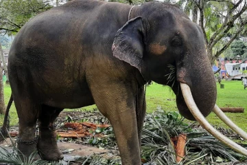 அதிகாரிகள் அசமந்தம்; மீண்டும் தாயகம் செல்லும் முத்துராஜா