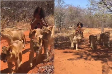 6 சிங்கங்களுடன் கம்பீரமாக நடந்து வந்த பெண்: வாலை பிடித்து செய்த அட்டகாசம்