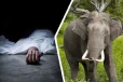 வயலுக்குச் சென்ற விவசாயி யானை தாக்கி பலி