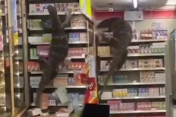 சூப்பர் மார்க்கெட்டில் Monster Lizard செய்யும் அட்டகாசம்... அலறிய வாடிக்கையாளர்கள்