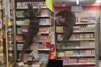 சூப்பர் மார்க்கெட்டில் Monster Lizard செய்யும் அட்டகாசம்... அலறிய வாடிக்கையாளர்கள்