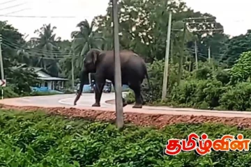 காட்டு யானையால் போக்குவரத்து தடை!