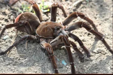 உலகிலேயே மிகப்பெரிய சிலந்தி... எங்கிருக்கிறது தெரியுமா?