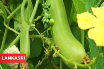 ஜீரண சக்தியை அதிகரிக்க, உடல் எடையை குறைக்க இந்த காயை தினமும் சாப்பிட்டால் நிச்சயம் பலன் கிடைக்குமாம்!