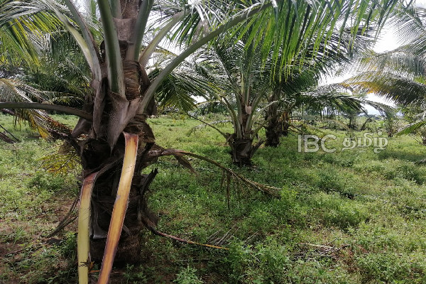 தமிழர் பிரதேசத்தில் அதிகரிக்கும் காட்டு யானைகளின் அட்டகாசம் | Trinco Increasing Elephant Poaching தமிழர் பிரதேசத்தில் அதிகரிக்கும் காட்டு யானைகளின் அட்டகாசம் | Trinco Increasing Elephant Poaching