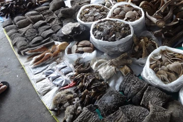 කතරගම පුදබිම කිළිටි කළ ආදිවාසියා වහාම අත්අඩංගුවට