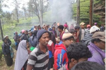 மஸ்கெலியா பகுதியில் குளவி கொட்டுக்கு இலக்கான 18 தொழிலாளர்கள் (Photos)