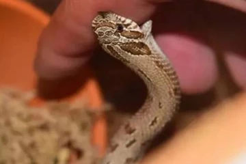 கந்தளாயில் இளம் தாயொர் ஒருவருக்கு நேர்ந்த துயரம்