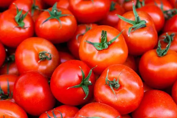 தக்காளி விற்று ஒரே மாதத்தில் கோடீஸ்வரரான விவசாயி! | Farmer Who Became A Millionaire Selling Tomatoes