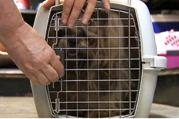 கனடாவிலிருந்து நாய்களுடன் அமெரிக்கா செல்வோரின் கவனத்திற்கு…