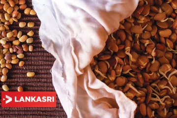 தினமும் கொள்ளினை உணவில் சேர்த்து வந்தால் கிடைக்கும் அற்புத பலன்கள் என்ன தெரியுமா?