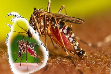 நாட்டில் அதிகரித்து வரும் டெங்கு நோயாளர்கள் எண்ணிக்கை!