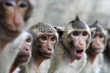 ලංකාවේ රිළවුන් චීනෙට යවන වැඩේට මොකද වුනේ?. ඒ ගැන අලුත්ම කතාව..