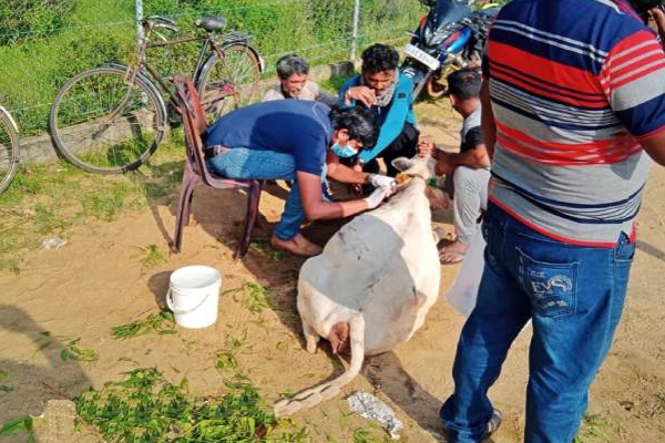 கிளிநொச்சியில் கால்நடை வைத்திய குழுவினரின் நெகிழ்ச்சி செயல்! | Pallai Veterinary Team Saved Pregnant Cow Life