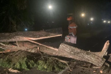 நுவரெலியாவில் வீதியில் முறிந்து விழுந்த மரம் ; போக்குவரத்து பாதிப்பு