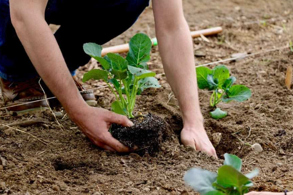 கார்த்திகையில் தமிழ்த்தேசியத்தின் ஆன்மாவையும் குளிரச்செய்யும் மரநடுகை | Tree Planting In November கார்த்திகையில் தமிழ்த்தேசியத்தின் ஆன்மாவையும் குளிரச்செய்யும் மரநடுகை | Tree Planting In November