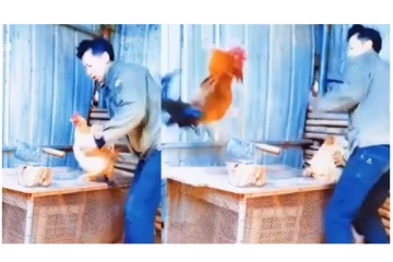 தன் ஜோடியை வெட்டப்போன கசாப்புக்கடைக்காரர் - ஹீரோ போல் வந்து காப்பாற்றிய சேவல் - வீடியோ!