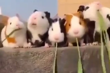 வேக வேகமாக சாப்பிடும் அழகிய எலி.... இப்படி இருந்தா யாருக்கு தான் பிடிக்காது?