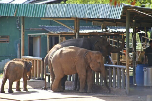 உடவளவை சரணாலயத்தில் தஞ்சமடைந்த 06 யானைகள் விடுவிப்பு | 06 Elephants Taken Refuge At Udawalawe Sanctuary