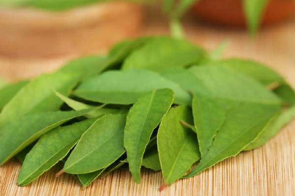 வெறும் வயிற்றில் 7 கருவேப்பிலை... நன்மைகள் ஏராளம் | Curry Leaves In Empty Stomach