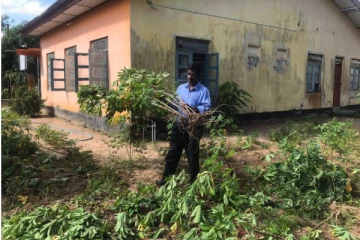 பயிர்களைத் துவசம் செய்த காட்டுயானை (Photos)