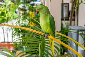 வீட்டில் கிளி வளர்ப்பது நல்லதா? கெட்டதா?