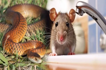 சமையலறையில் பாம்பு,எலி தொல்லையா? இந்த பொருளை இப்படி யூஸ் பண்ணுங்க