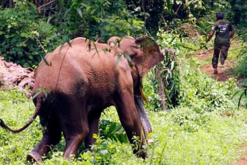 காட்டு யானை - மனித மோதல்: 36 பேர் பலி; 144 யானைகள் மரணம்!