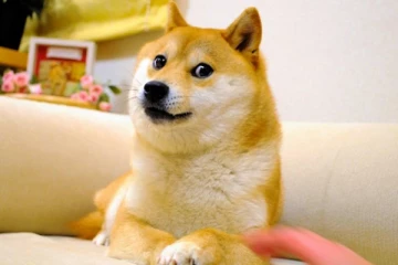 உலகம் முழுவதும் பிரபலமடைந்த கபோசு நாய் உயிரிழப்பு