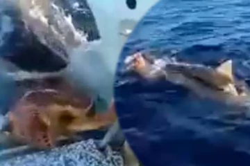 உயிருக்கு போராடிய ஆமையை காப்பாற்ற சொன்ன சுறா! 4 மில்லியன் பேரை கண்ணீர் சிந்த வைத்த காட்சி