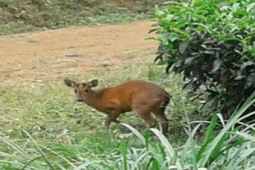 மலையகத்தில் அதிகரித்துள்ள மான்கள்