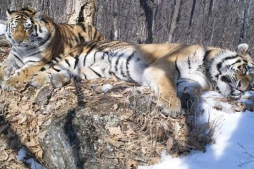 தனது காதலியை தேடி 200 கிலோ மீட்டர் பயணம் செய்த புலி! நெகிழ்ச்சி சம்பவம்