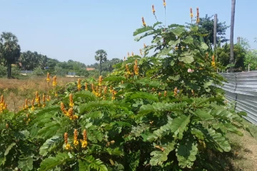 மட்டக்களப்பில் ஆண் ஒருவரின் சடலம் மீட்பு (Photos)