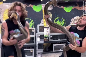 Viral Video: ராட்சத கருநாகத்துடன் நபர் செய்த காரியம்... திக் திக் பகீர் நொடிகள்