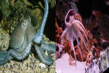 ஆக்டோபஸ்கள் மன அழுத்தத்திற்கு ஆளாகுமா? அப்போ என்ன பண்ணும்னு பாருங்க